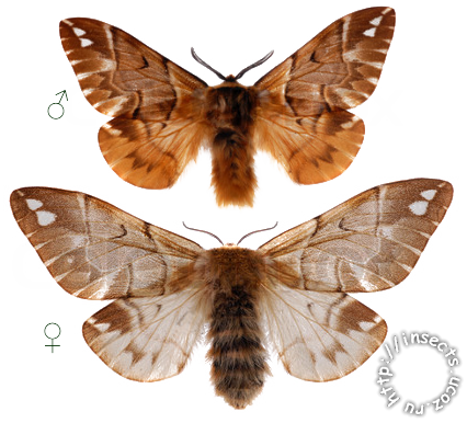 Шелкопряд березовый бабочка