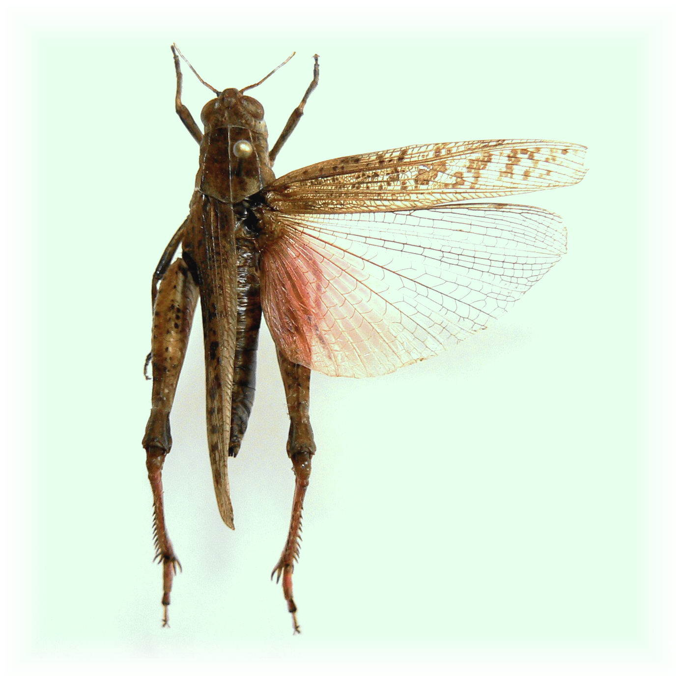 http://insects.ucoz.ru/publ/nasekomye/prus_italjanskij_calliptamus_italicus/12-1-0-180