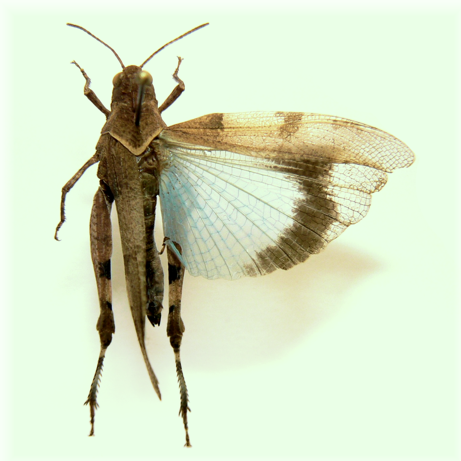 http://insects.ucoz.ru/publ/nasekomye/golubokrylaja_kobylka_oedipoda_caerulescens/12-1-0-181