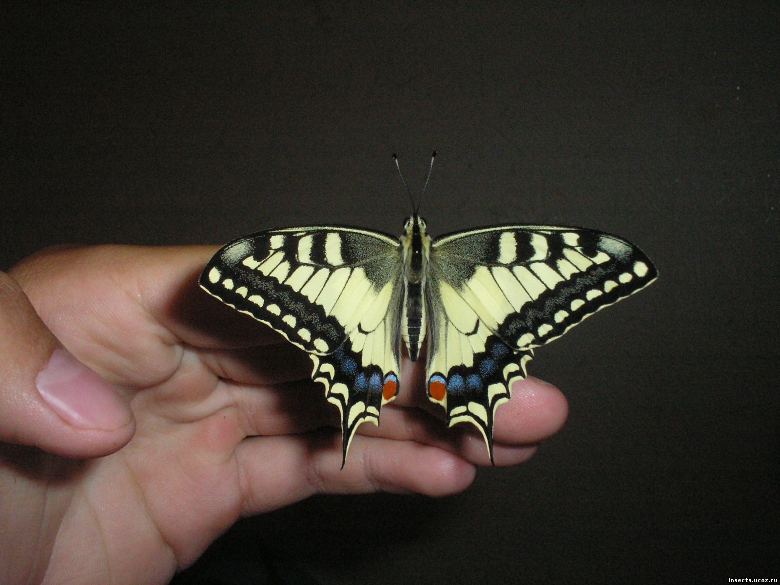 Махаон обыкновенный бабочка