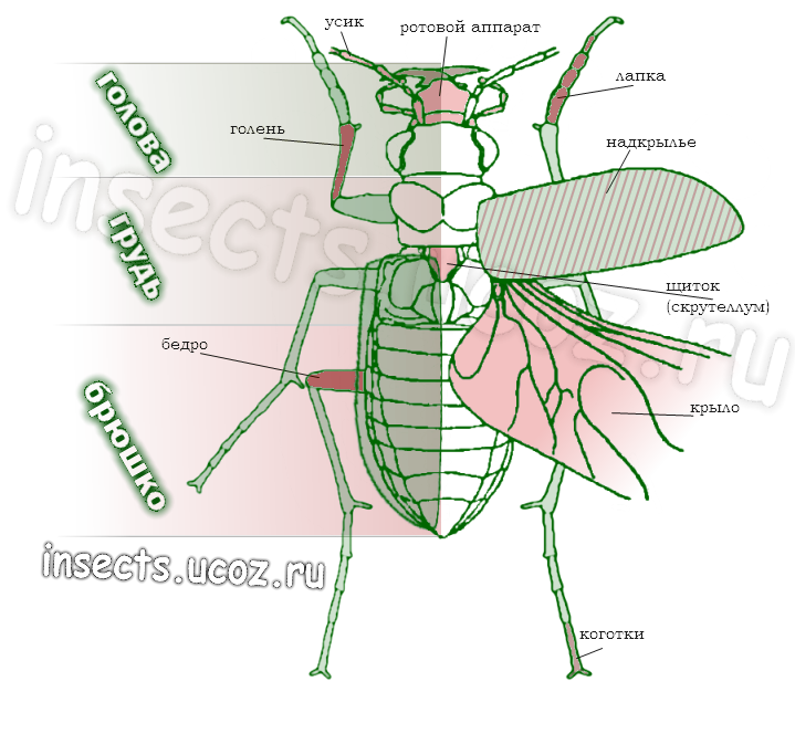 Строение насекомых