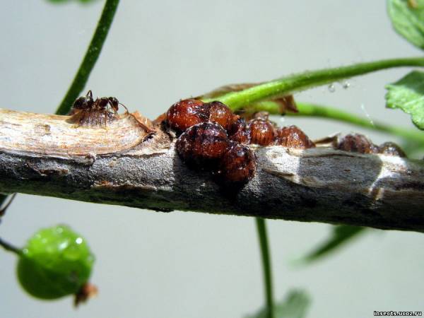 муравей и ложнощитовки